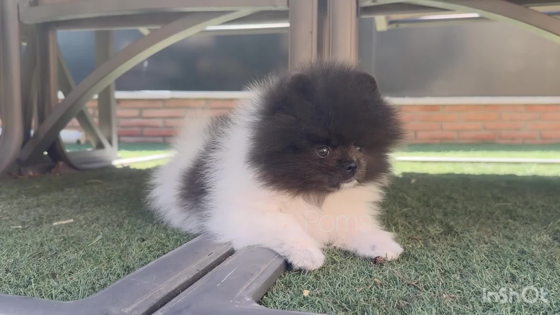 Pomerania perros en venta: Pomeranias exclusivos / alta selección  - Video 4