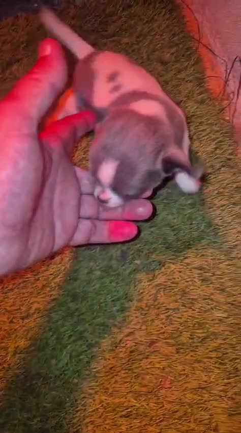 Chihuahua perros en venta: Chihuahua Toy hembra  - Video 2