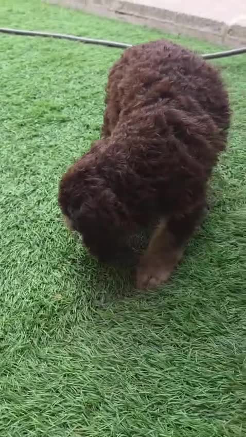Perro de Agua Español perros en venta: Hembra y Macho PDA en Zaragoza - Video 3