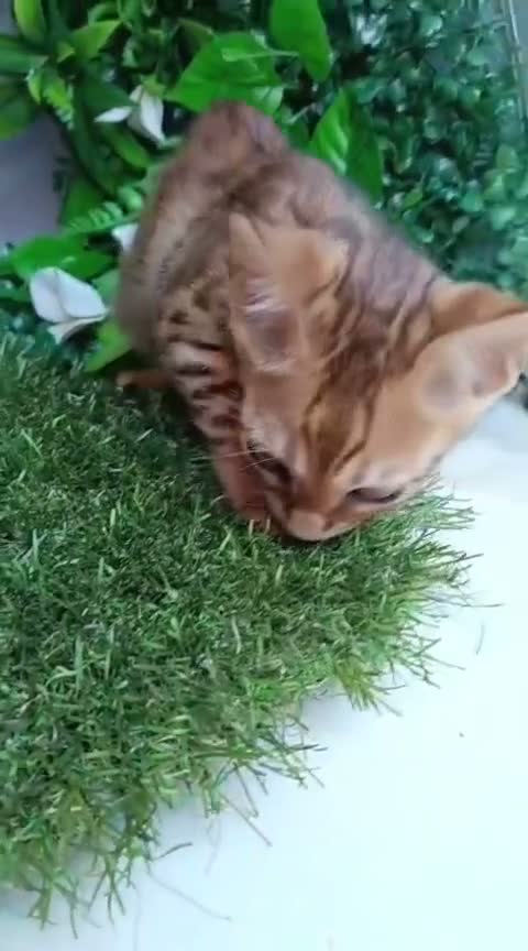 Bengalí gatos en venta: Gatos Bengalí  - Video 1