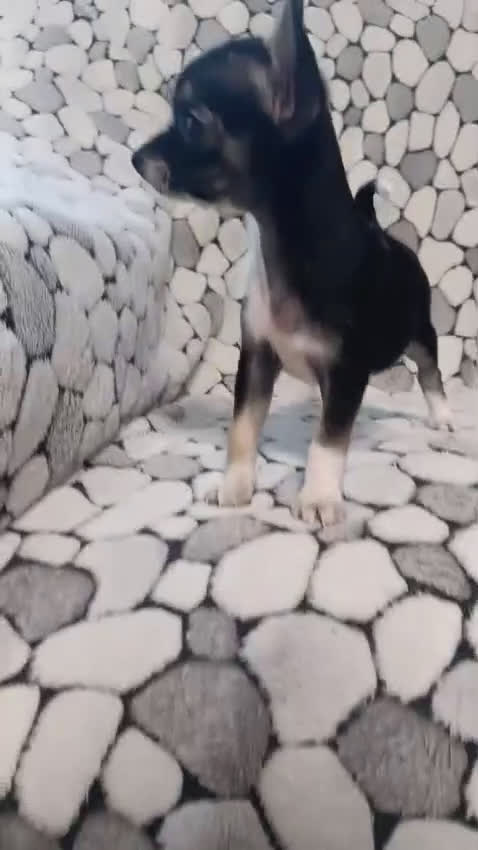 Chihuahua perros en venta: Chihuhuas toy - Video 2