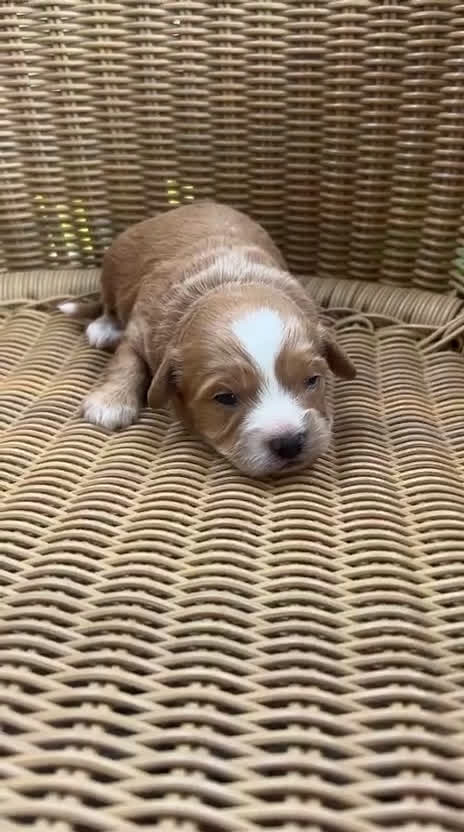 Maltipoo perros en venta: Venta de maltipoo toy nacionales - Video 2