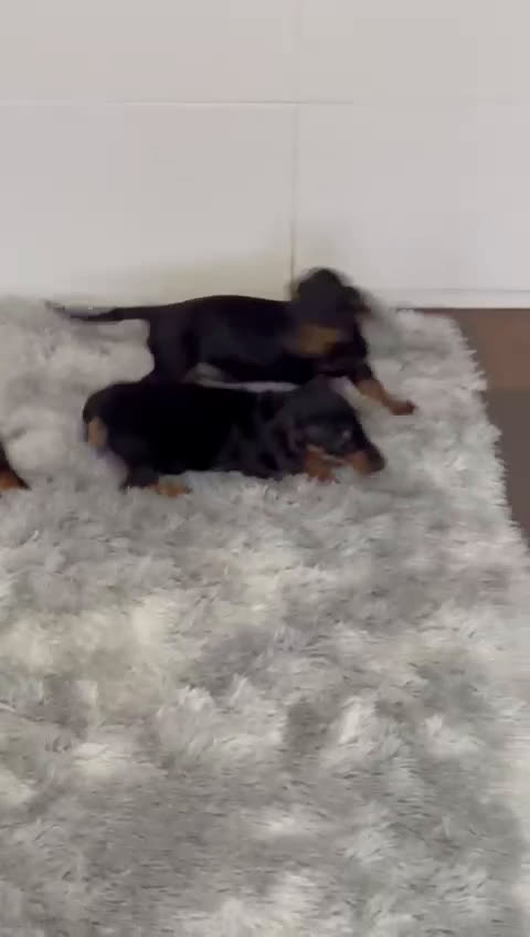 Teckel Miniatura perros en venta: Teckel miniaturas - Video 1