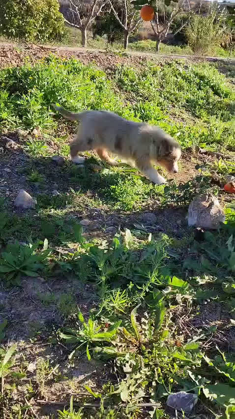 Pastor Australiano perros en venta: PASTOR AUSTRALIANO  - Video 2