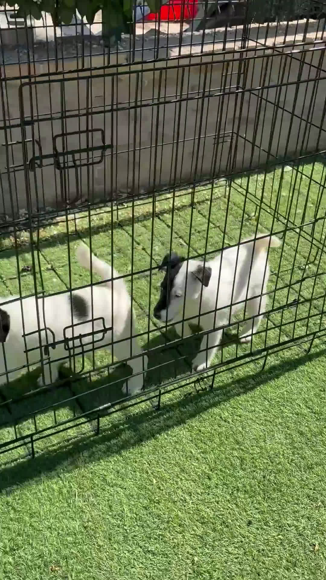 Fox Terrier de Pelo Liso perros en venta: Cachorras fox terrier pelo liso - Video 1