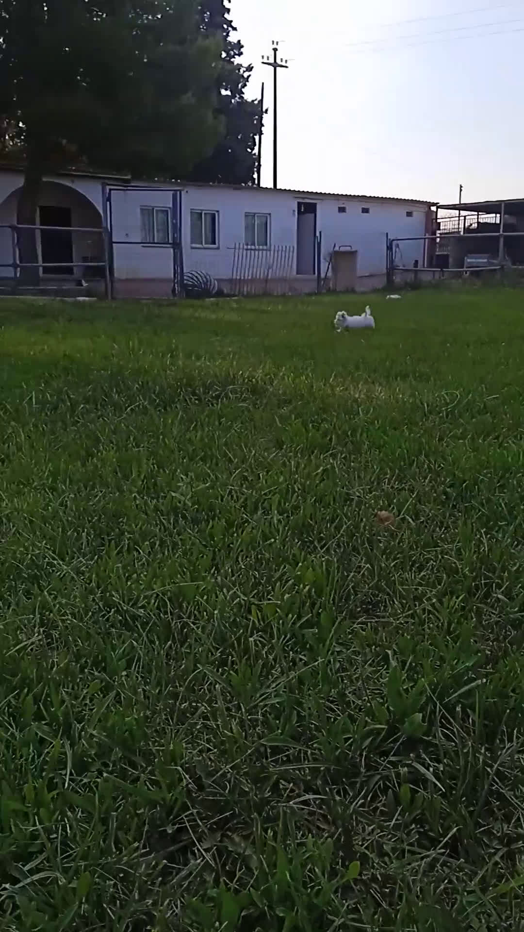 Shih Tzu perros en venta: EXCELENTES CACHORROS - Video 1
