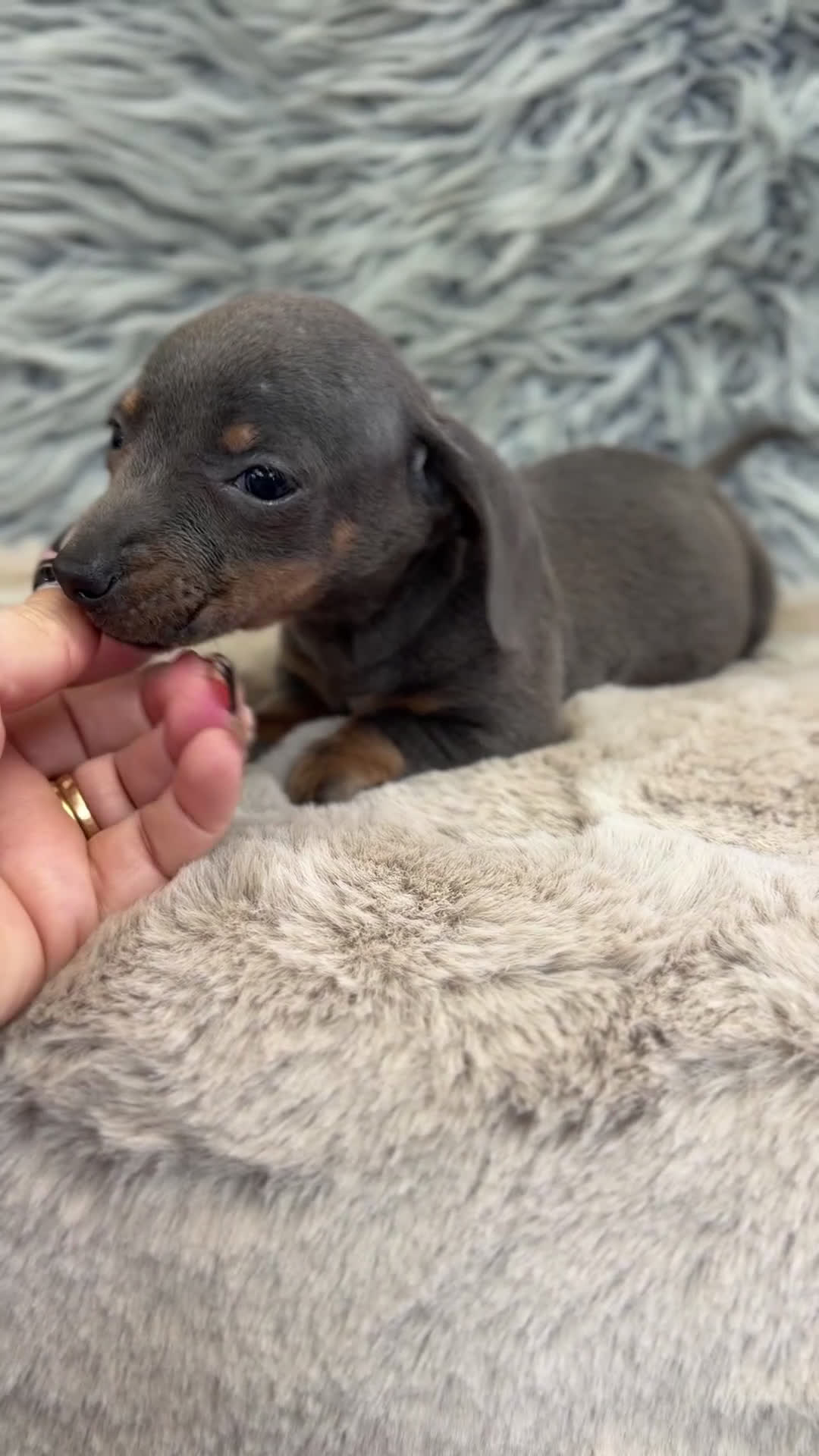 Teckel Miniatura perros en venta: Teckel mini Blue  - Video 1