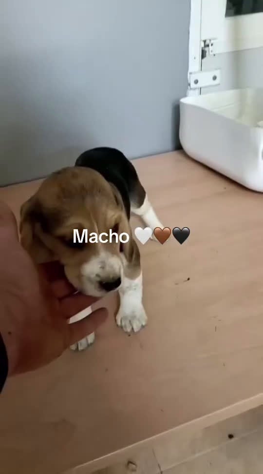 Beagle perros en venta: Beagles  - Video 1