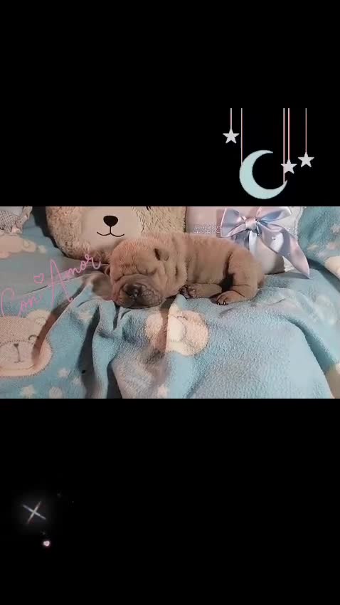 Shar Pei perros en venta: ‼️‼️Preciosa camada de minipeis - Video 1