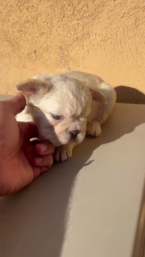 Bulldog Francés perros en venta: CAMADA BULLDOG FRANCÉS FLUFFY - Video 1