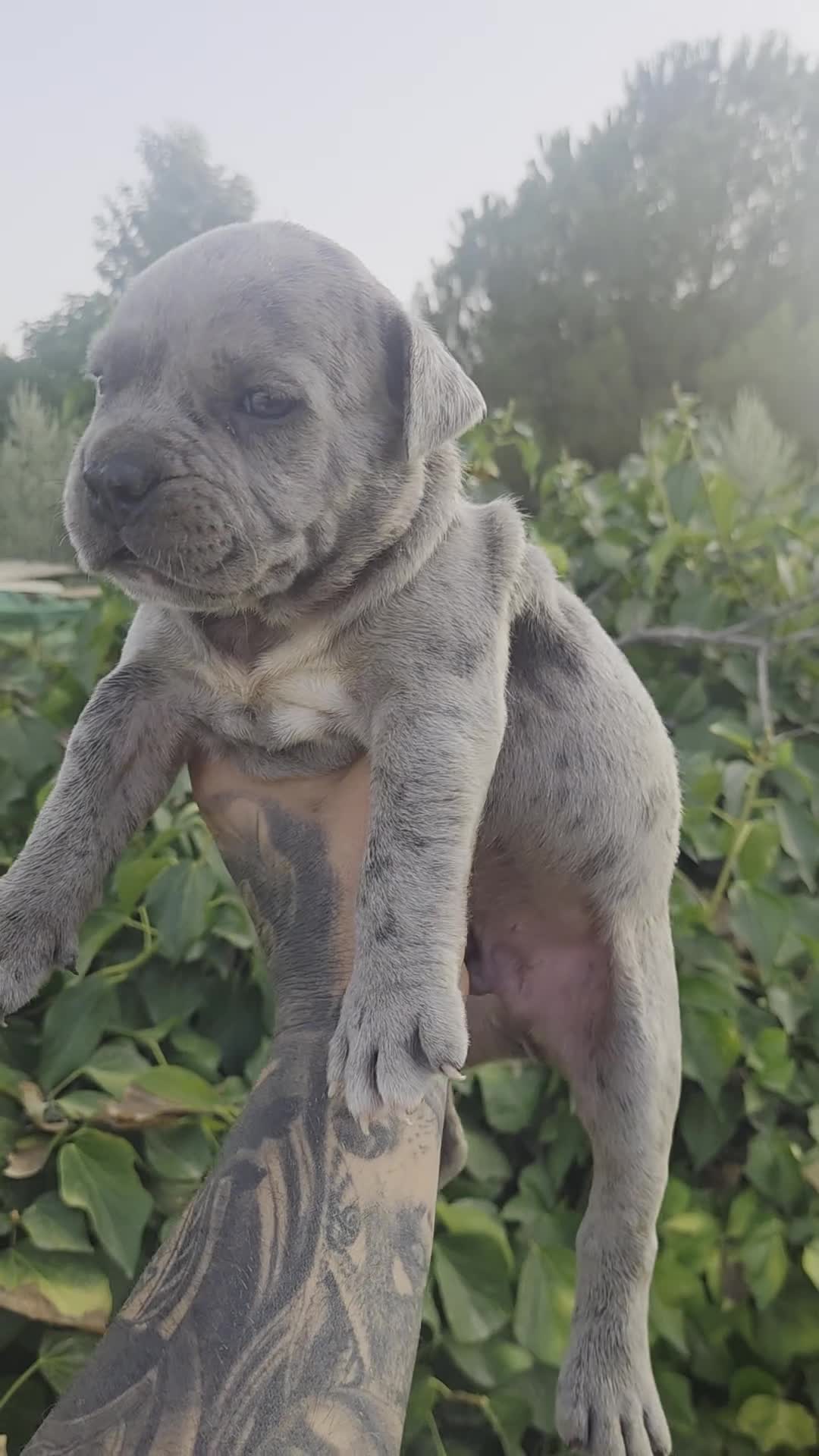 American Pit Bull Terrier perros en venta: American pit bull terrier exclusivos  - Video 1