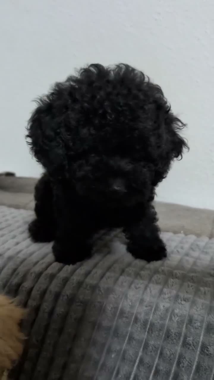 Caniche Toy perros en venta: Caniche toy precio real  - Video 1