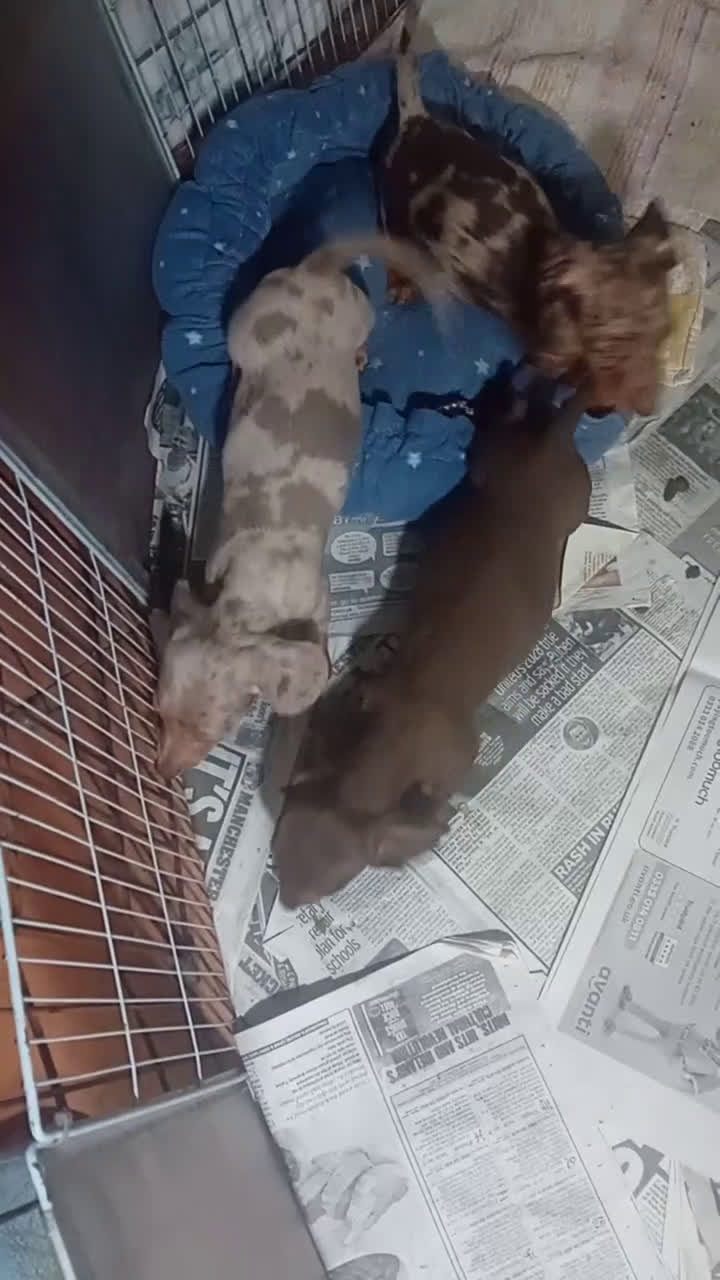 Teckel Miniatura perros en venta: Hembritas cachorras de teckel  kaninchen  - Video 1