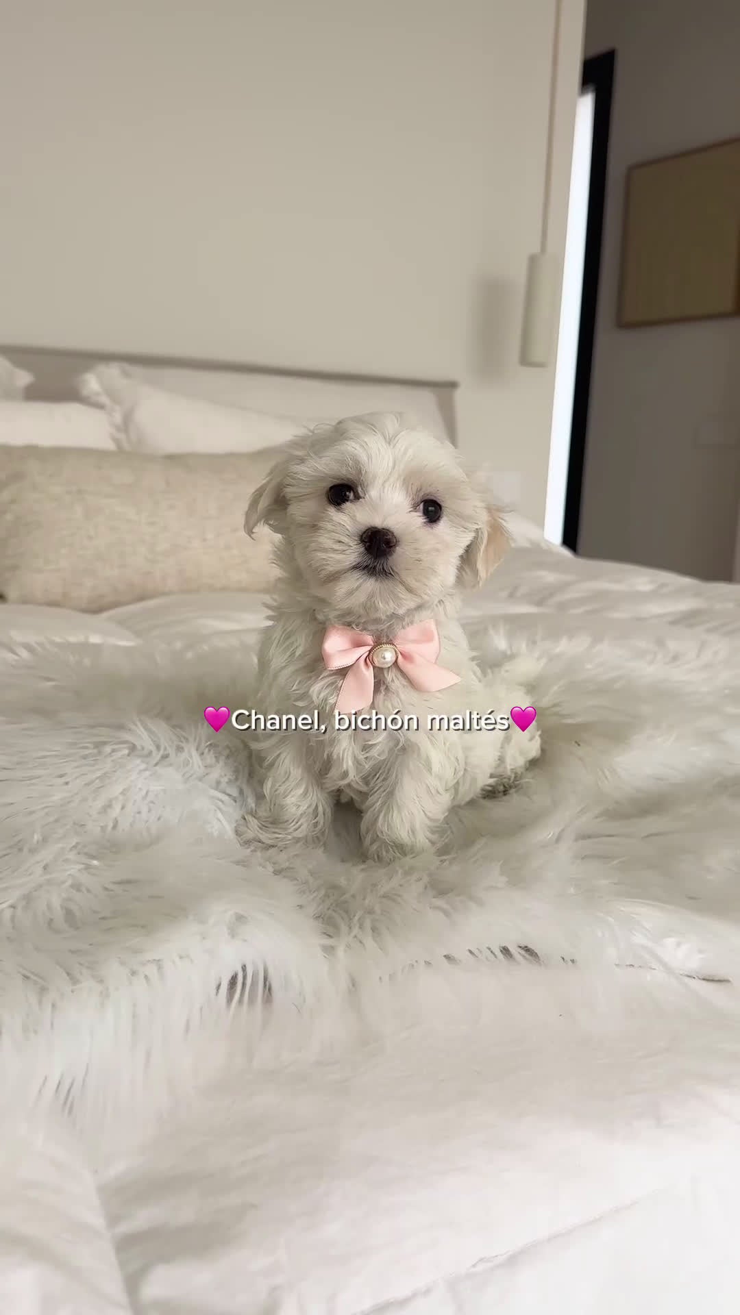 Bichón Maltés perros en venta: Bichón maltés hembra - Video 1