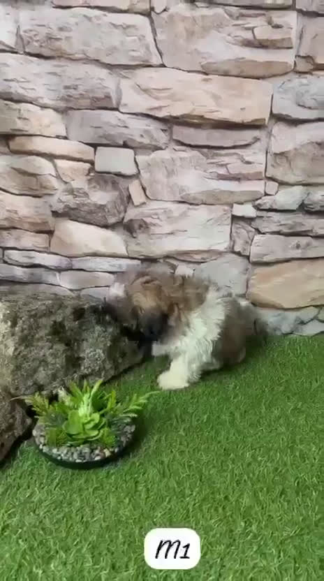 Shih Tzu perros en venta: SHIH TZU MINI - Video 1