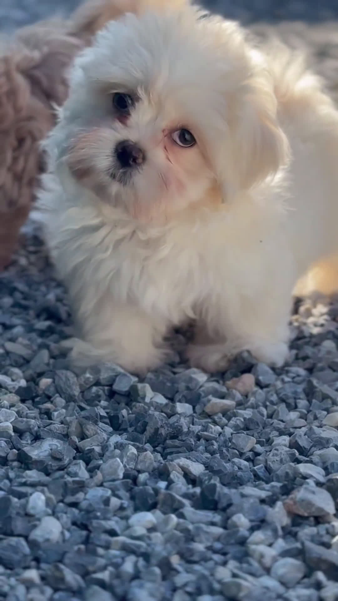 Maltipoo perros en venta: 🐾 Snow – Maltipoo macho blanco marfil 🐾 - Video 1