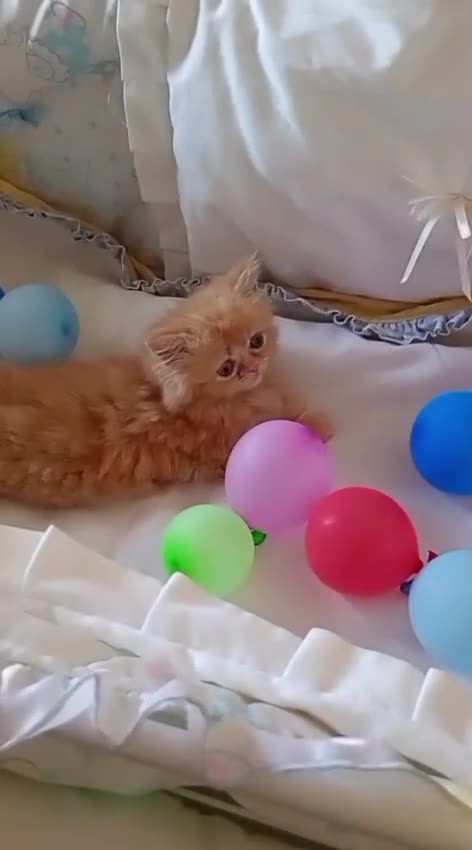 Persa gatos en venta: Disponible gatitos persa  - Video 1