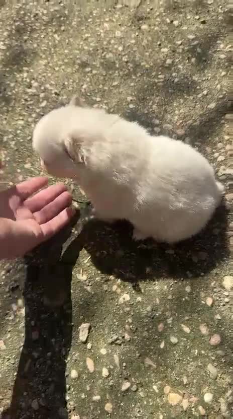 Pomerania perros en venta: Disponible 3 machitos POMERANIA - Video 2