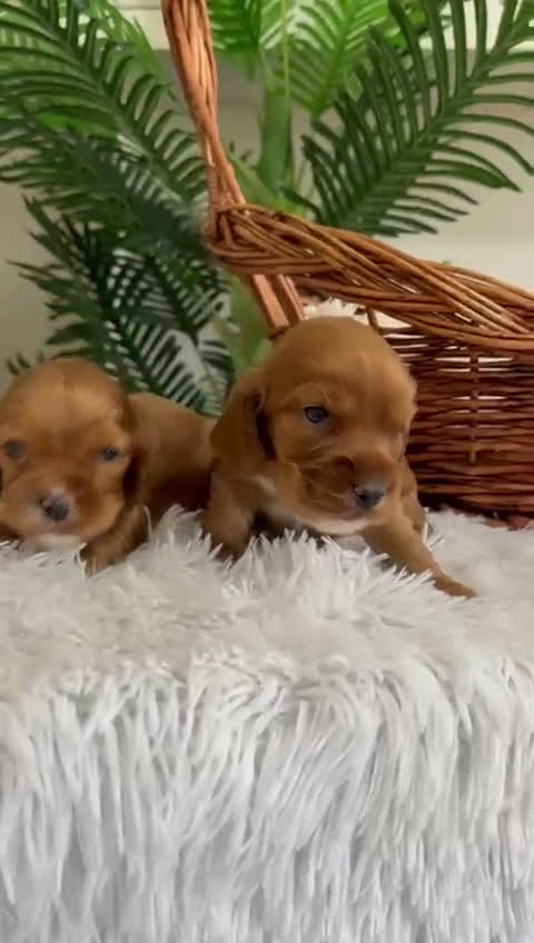 Cocker Spaniel Inglés perros en venta: COCKER SPANIEL INGLES - Video 1