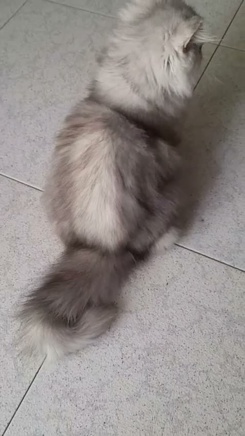 Persa gatos en venta: Persa chinchilla  - Video 2
