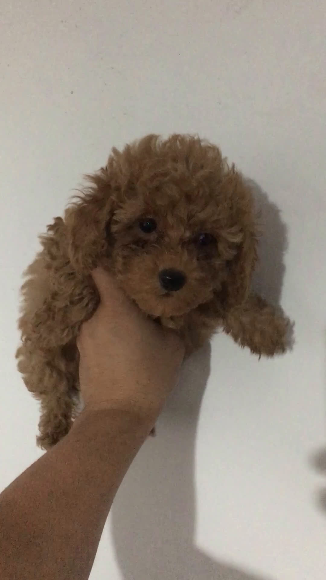 Caniche Toy perros en venta: CANICHES TOYS en Madrid - Video 1
