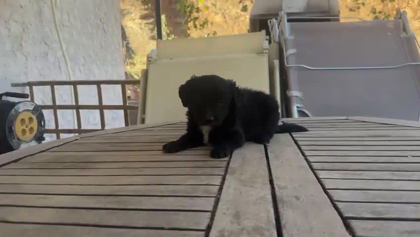 Raza Mixta perros en venta: Golden retriever con bulldog francés  - Video 1