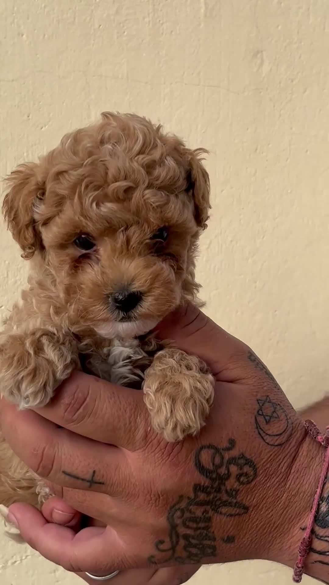 Caniche Toy perros en venta: Caniche toy - Video 1