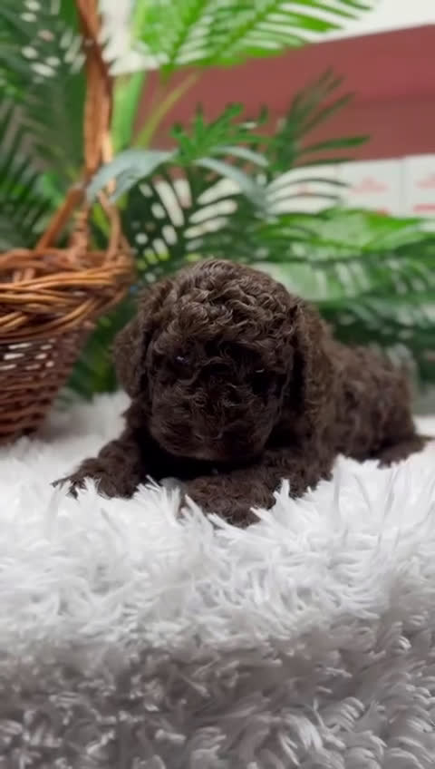 Perro de Agua Español perros en venta: PERRO DE AGUA MACHO - Video 1