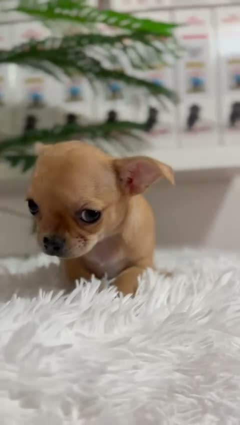 Chihuahua perros en venta: CHIHUAHUA HEMBRA COLOR CANELA - Video 1