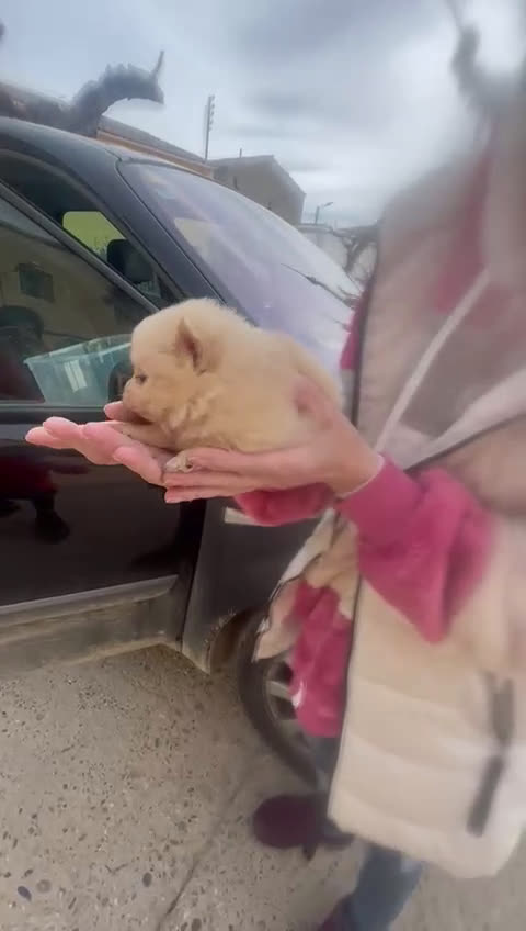 Pomerania perros en venta: Pomerania ultimo machito  - Video 1