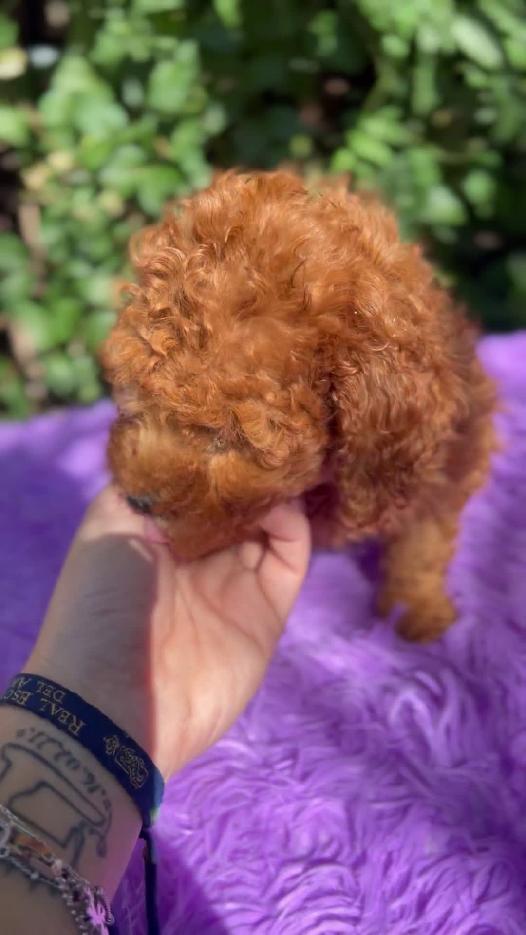 Caniche Toy perros en venta: Caniche toy roja  - Video 1