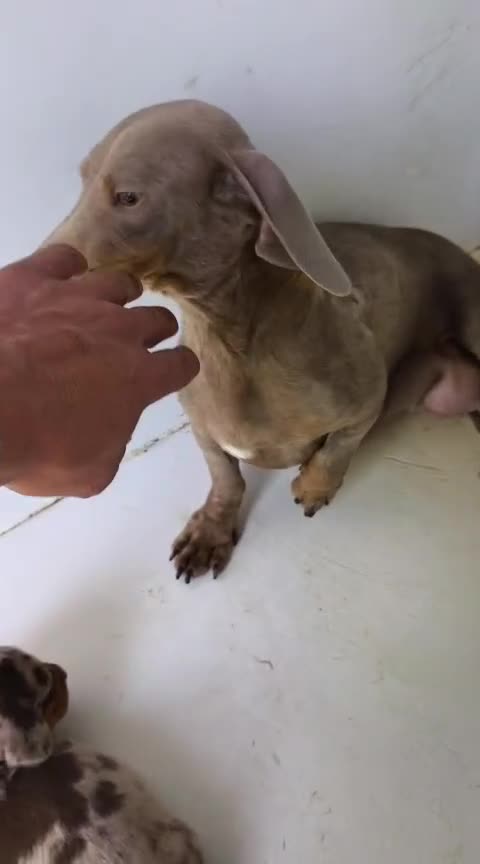 Teckel Miniatura perros en venta: Teckel kaninchen  en Sevilla - Video 4