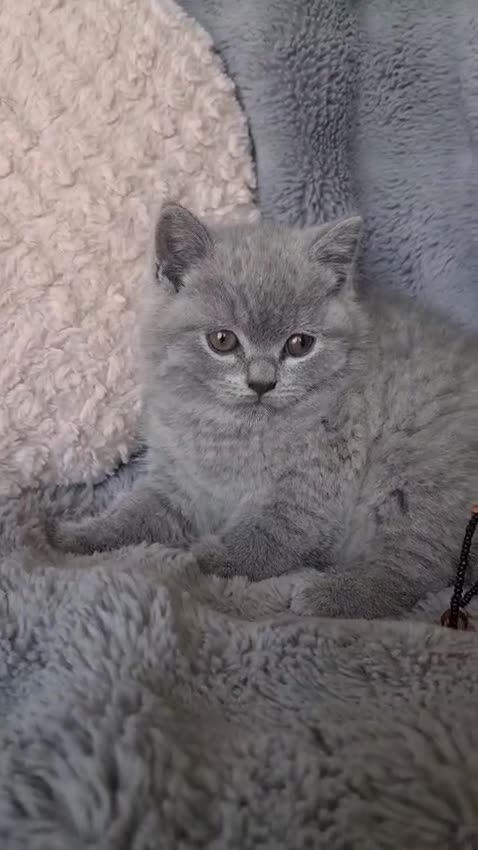 Británico de Pelo Corto Azul gatos en venta: Brithis blues hembras preciosas  - Video 1