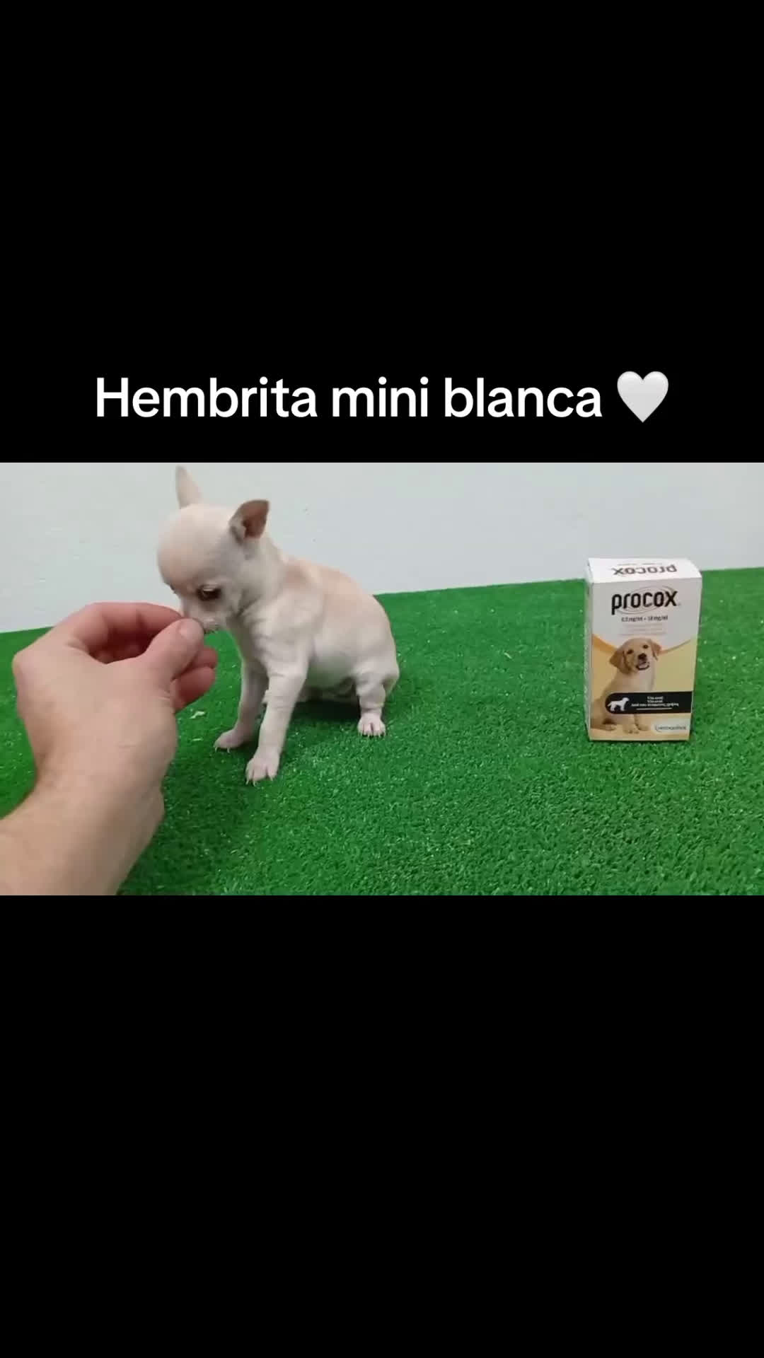 Chihuahua perros en venta: Cuihuhuas mini  - Video 4