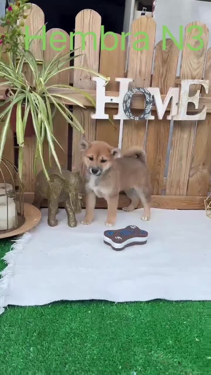 Shiba Inu perros en venta: Shiba Inu preciosos color rojo  - Video 1