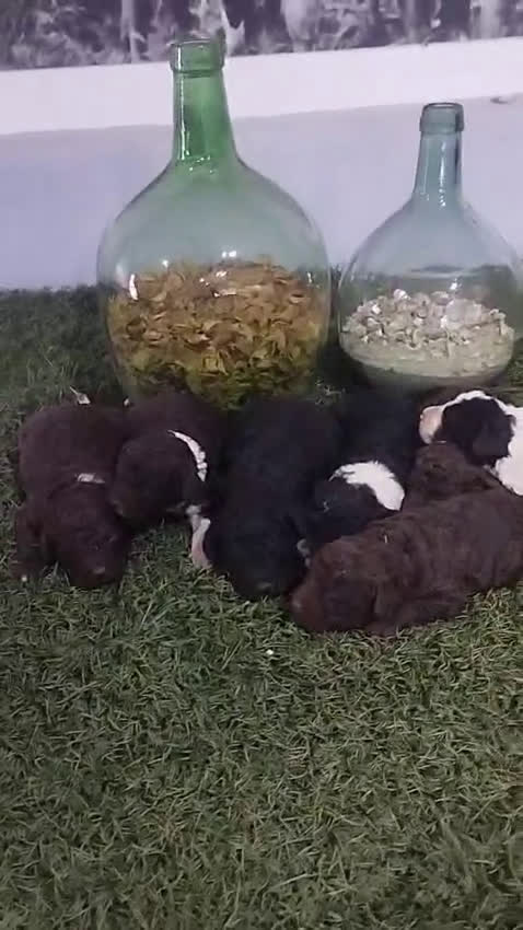 Perro de Agua Español perros en venta: Preciosos Perros de agua - Video 3