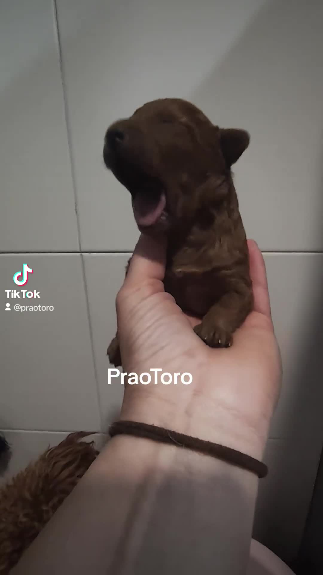Caniche Toy perros en venta: ABRIMOS RESERVAS CANICHE ROJO en Barcelona - Video 1