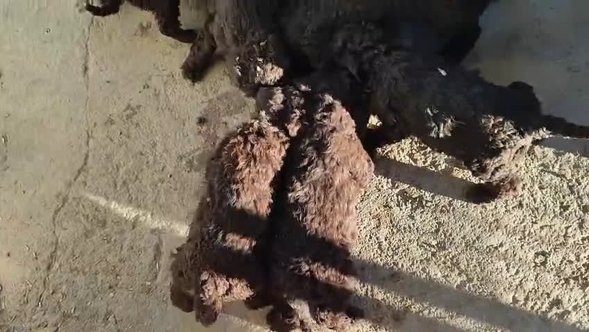 Perro de Agua Español perros en venta: Machito de perro de agua - Video 3