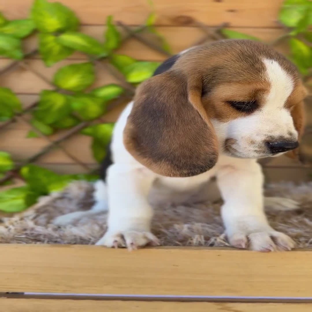 Beagle perros en venta: Camada de Magdalena  - Video 1