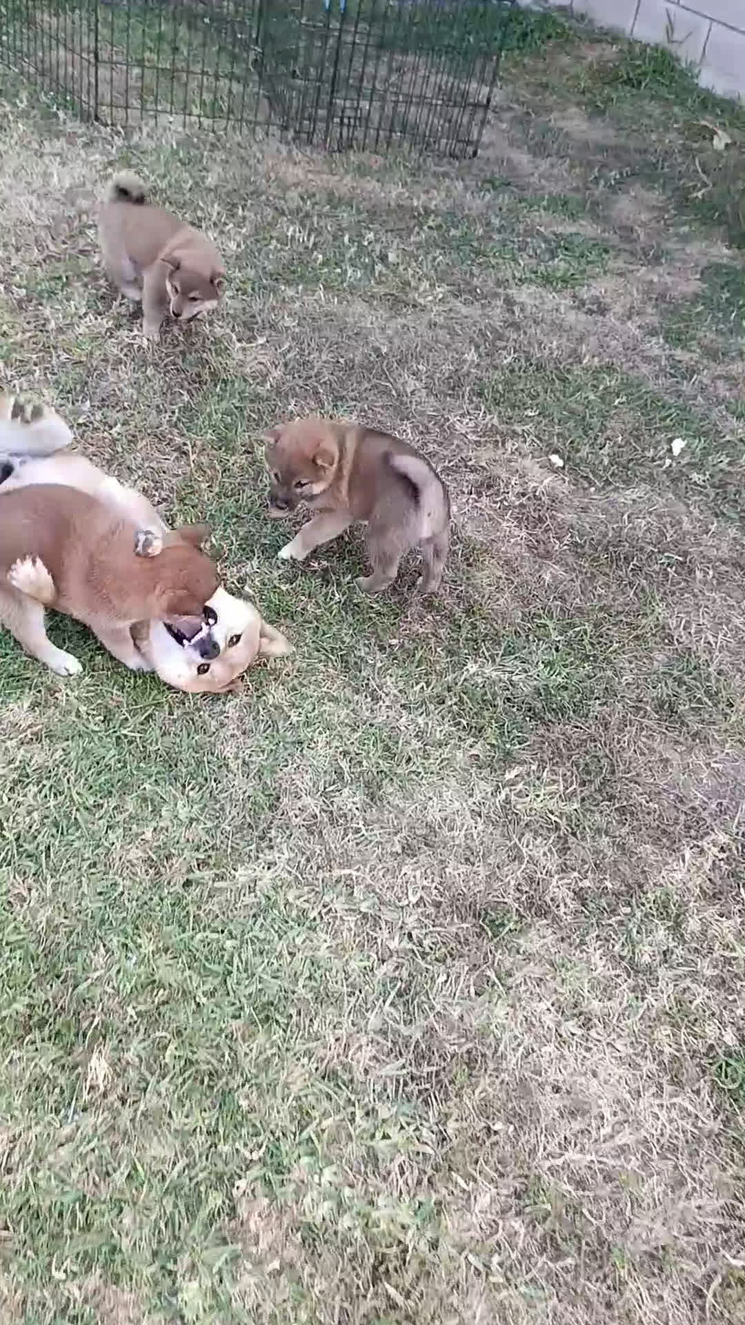 Shiba Inu perros en venta: SHIBA INU GALICIA - Video 3