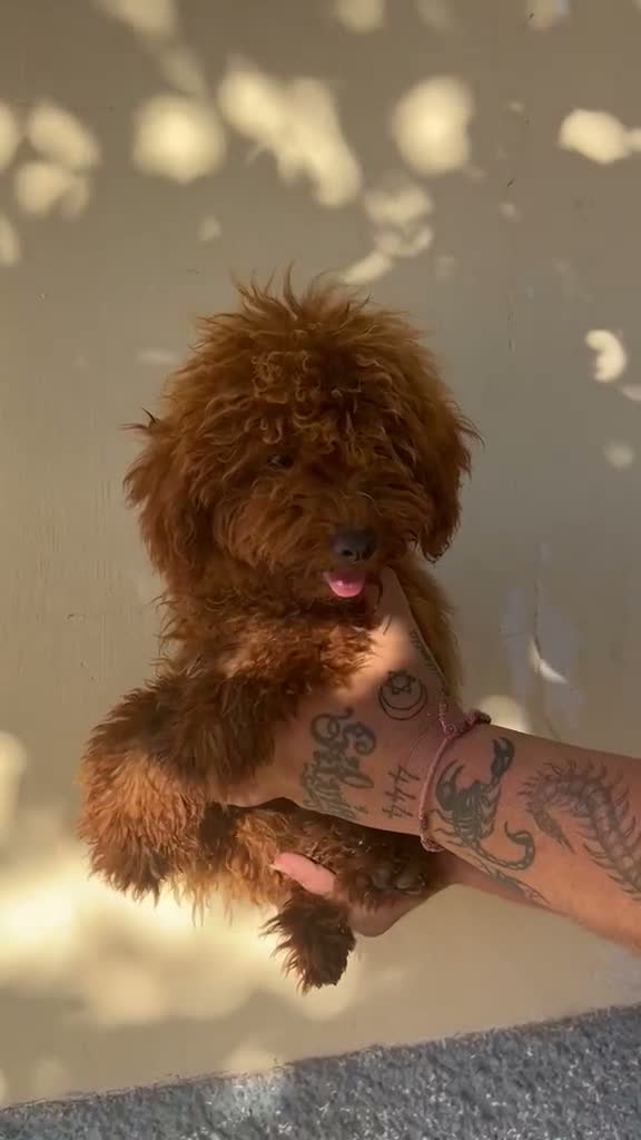 Caniche Enano perros en venta: Caniche enano  - Video 2