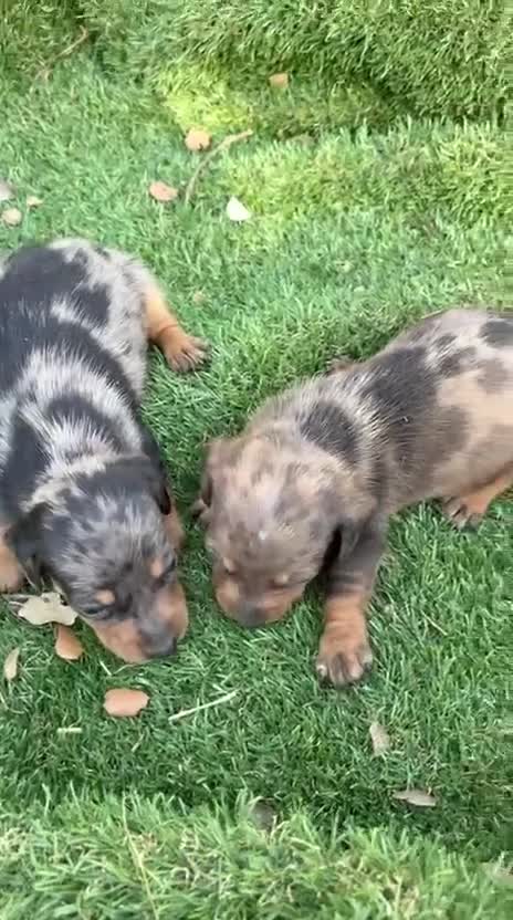 Teckel Miniatura perros en venta: Teckel arlequin - Video 4