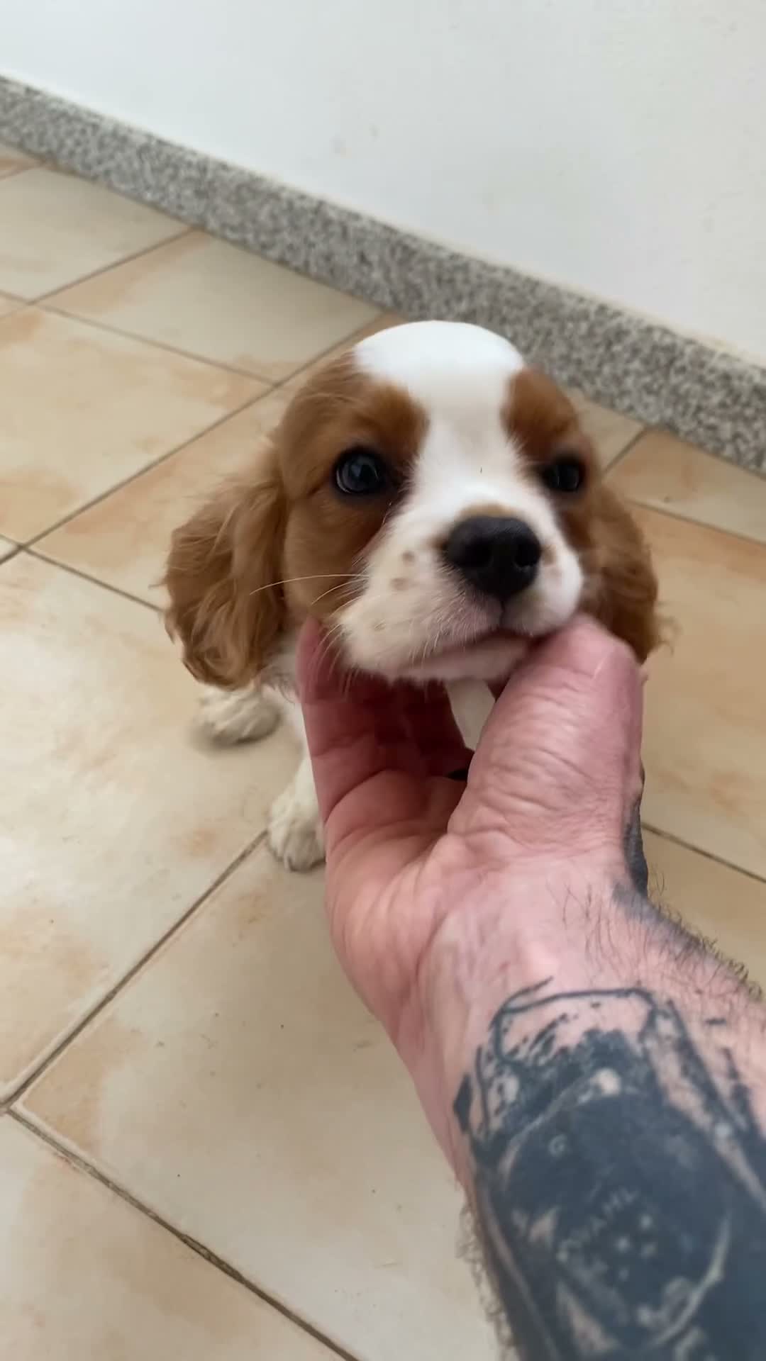 Cavalier King Charles Spaniel perros en venta: Cachorra de Cavalier King Charles - Video 2