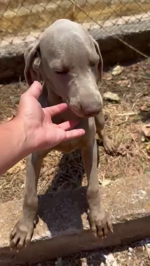 Weimaraner perros en venta: Braco  de weimar hembra  - Video 1