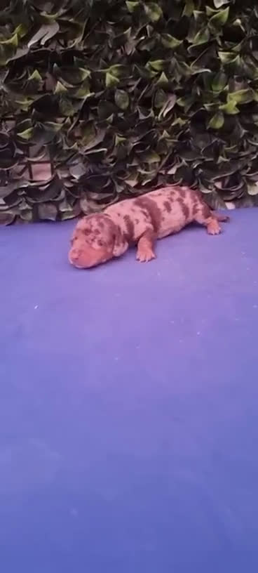 Teckel Miniatura perros en venta: Teckel Miniatura para entregar 4 semanas  - Video 3