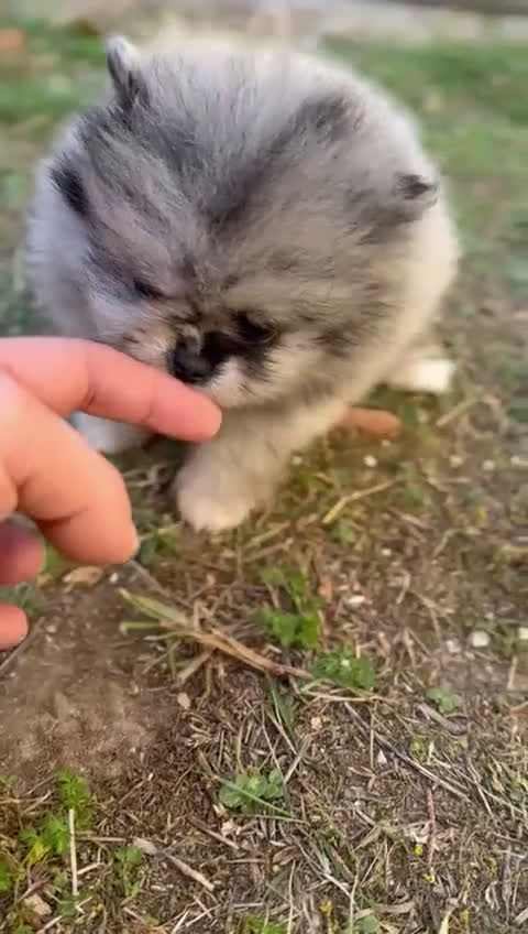 Pomerania perros en venta: Pomerania cara de oso Minitoy  - Video 2