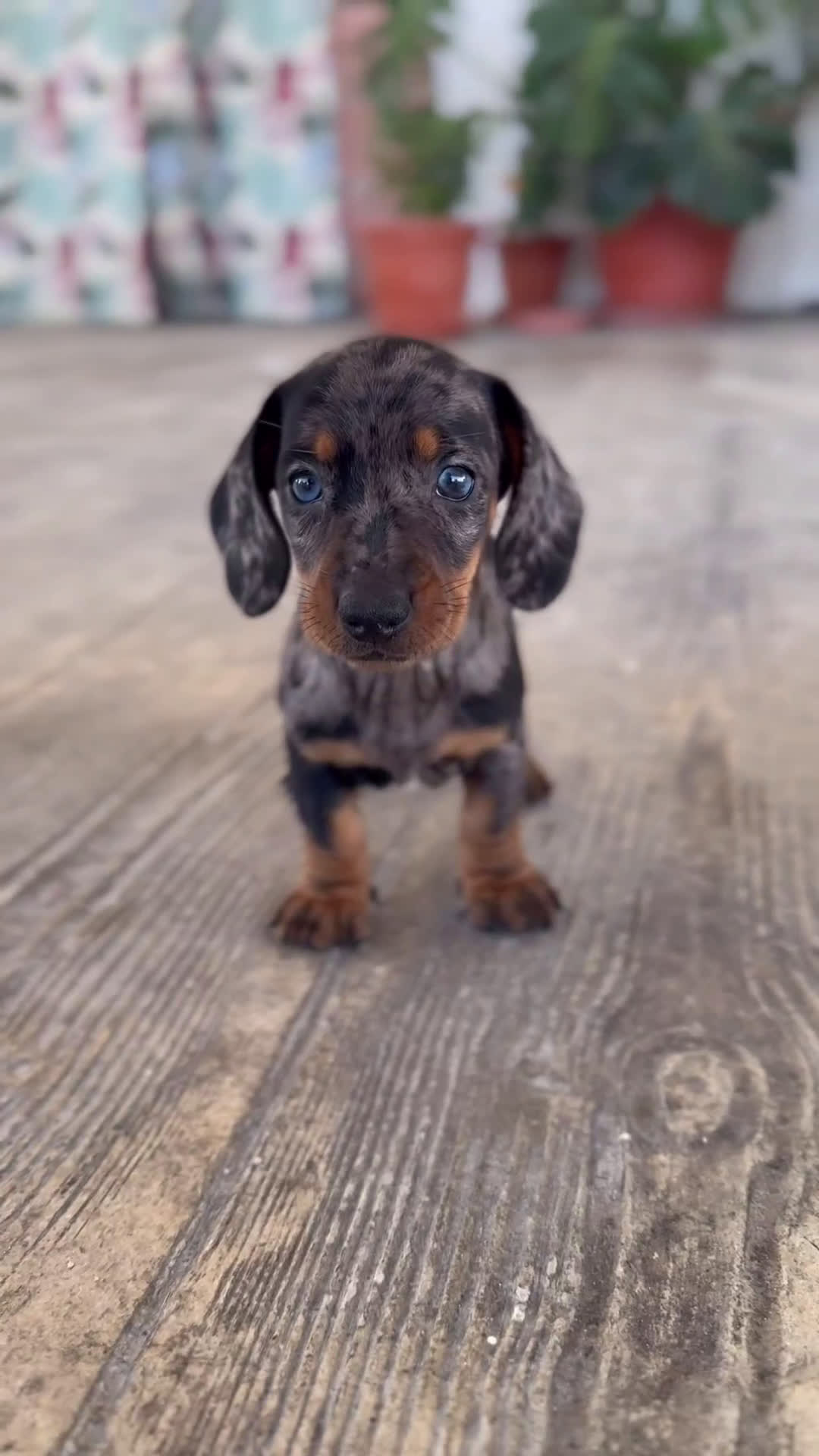 Teckel Miniatura perros en venta: 🌈 Kodat, Byron, Curry y Florentina 🐶 - Video 2