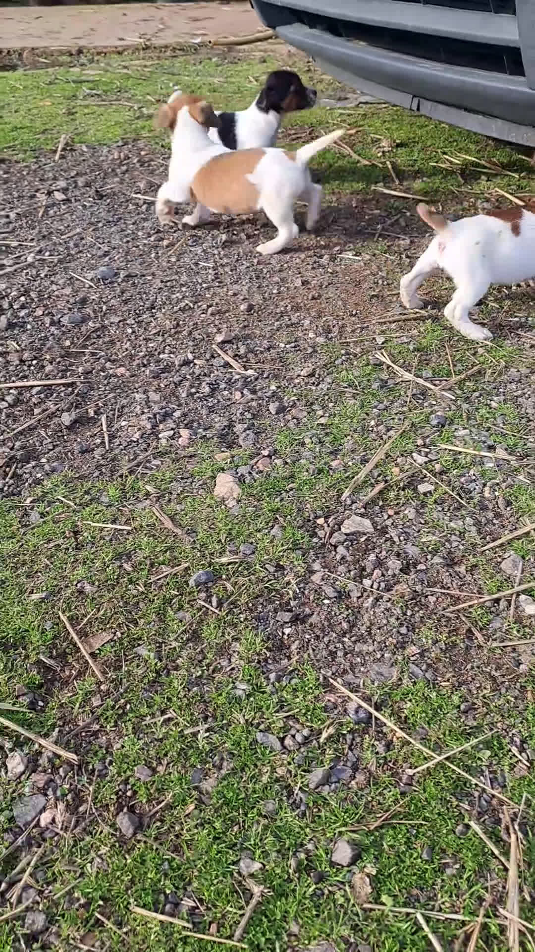 Jack Russell Terrier perros en venta: Jack russell  - Video 1