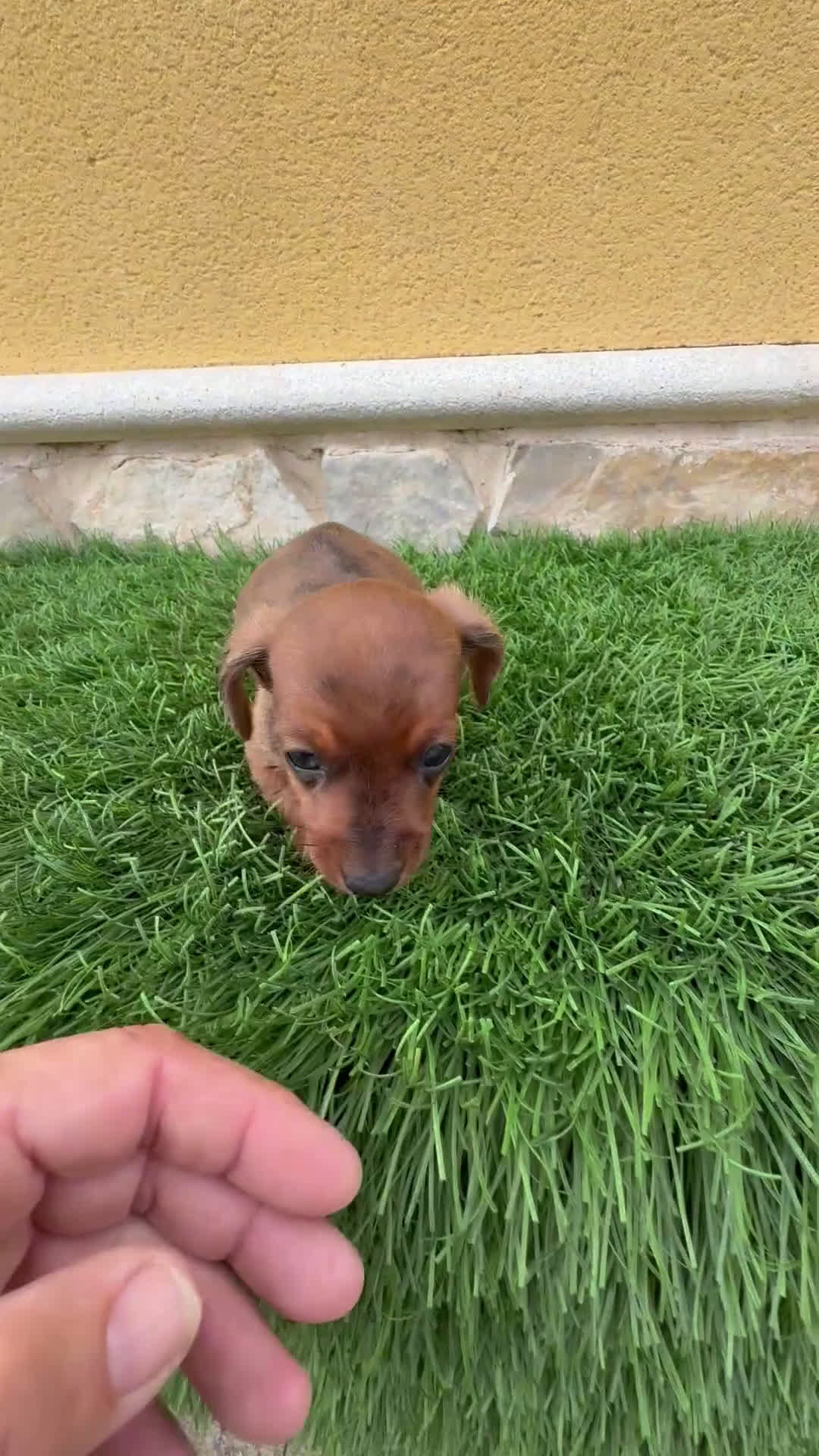 Teckel Miniatura perros en venta: Teckel Kaninchen macho Merle chocolate diluido  - Video 1