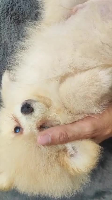 Pomerania perros en venta: POMERANIA MACHO - Video 1